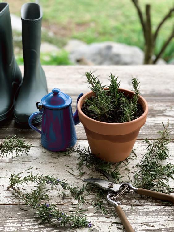 talea , talea di rosmarino. come si fa una talea di rosmarini, Garden , orto , giardino , erbe aromatiche, amanda deni , casa facile