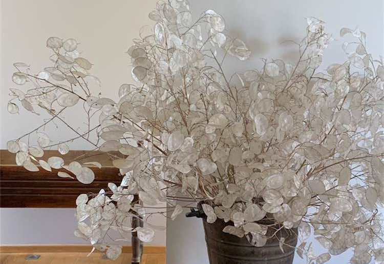 Lunaria, pianta ornamentale che arreda. Come pulirla, moneta del papa , come pulirla quando raccoglierla, amanda deni