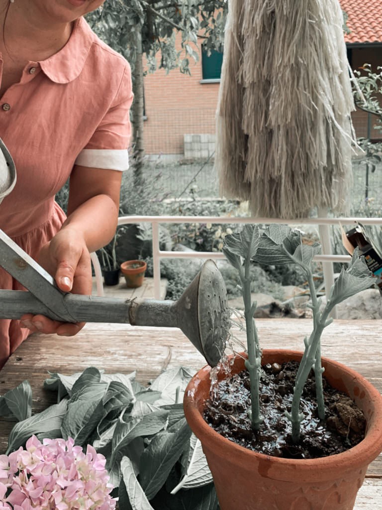 ortensia, hydrangea , talea di ortensia , amanda deni , come si fa la talea di ortensia